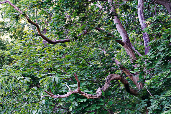 An Old Branch