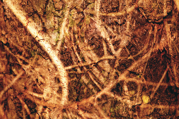 Roots