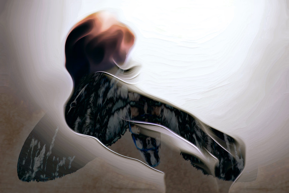 Moth 2014