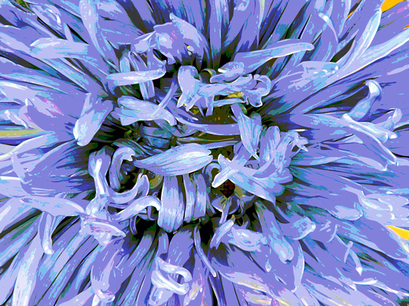 Aster